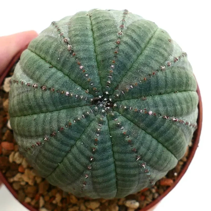 Euphorbia symmetrica GREEN Vendita calda online - immagine 3