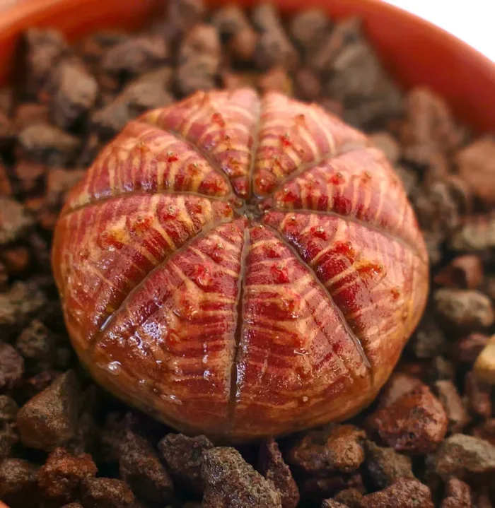 Euphorbia symmetrica RED AMAZING PATTERN