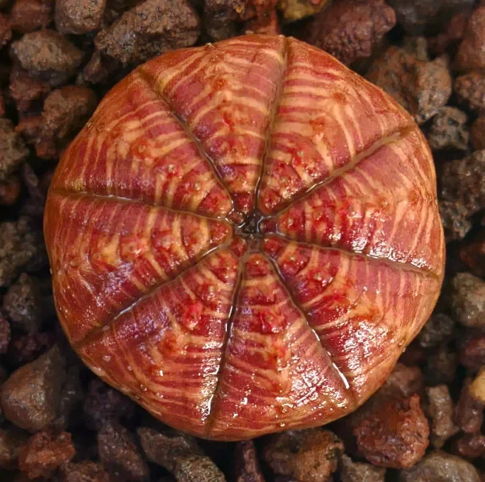 Euphorbia symmetrica RED AMAZING PATTERN - immagine 2