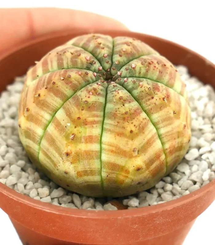 Euphorbia symmetrica STRIATA ORANGE - immagine 2