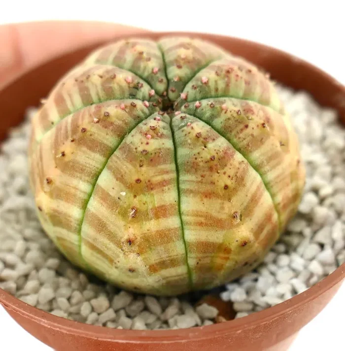 Euphorbia symmetrica STRIATA ORANGE - immagine 3