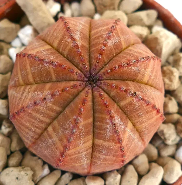 Euphorbia symmetrica STRIATA RED-ORANGE TCLM