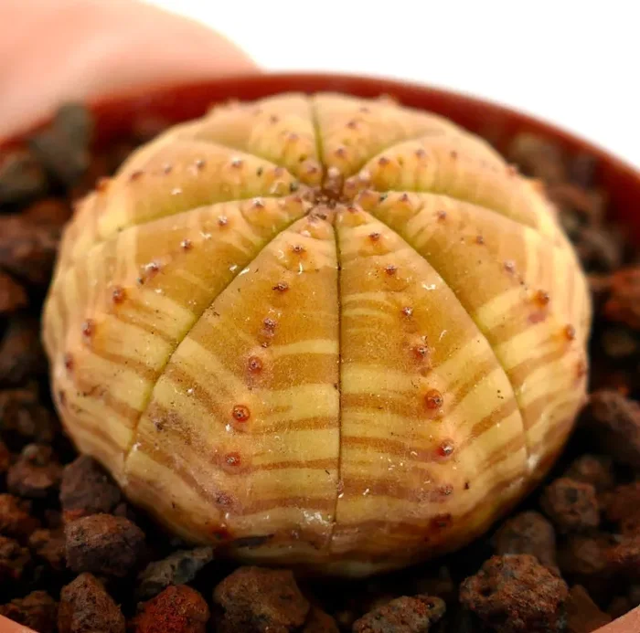 Euphorbia symmetrica YELLOW STRIATA 79H Vendita calda online