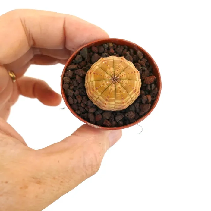 Euphorbia symmetrica YELLOW STRIATA 79H Vendita calda online - immagine 3