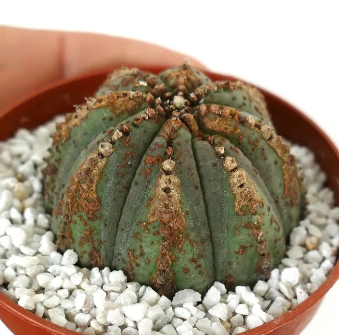 Euporbia obesa BROWN DOTS & MARKS - immagine 2
