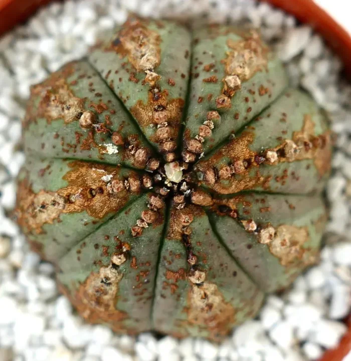 Euporbia obesa BROWN DOTS & MARKS - immagine 3