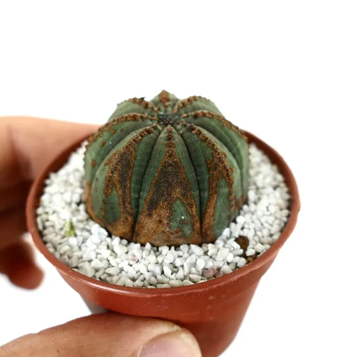Euporbia obesa DARK GREEN with brown marks - immagine 2