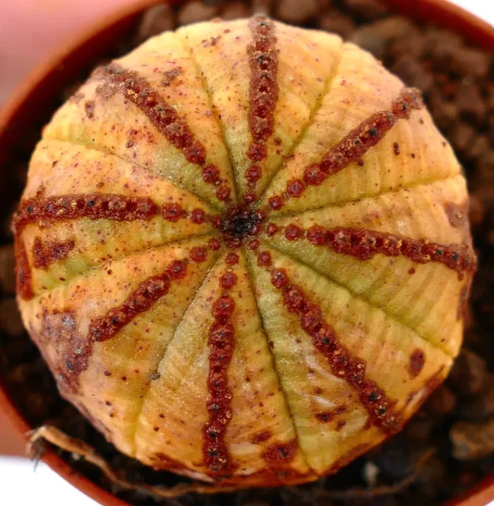 Euporbia obesa ORANGE with reddish lines