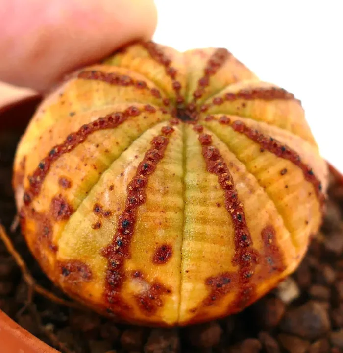 Euporbia obesa ORANGE with reddish lines - immagine 2