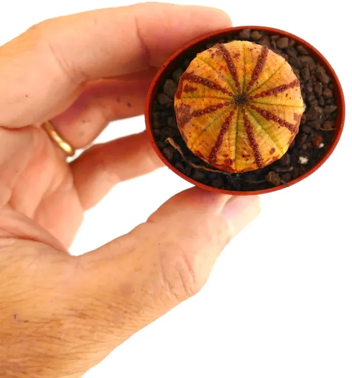 Euporbia obesa ORANGE with reddish lines - immagine 3