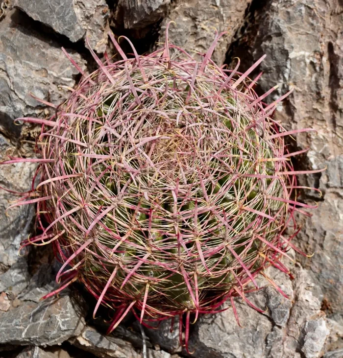 Ferocactus acanthodes SEMI