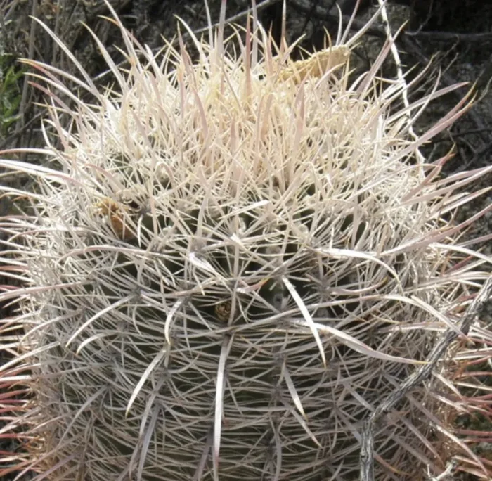 Ferocactus acanthodes var ALBISPINUS SEMI