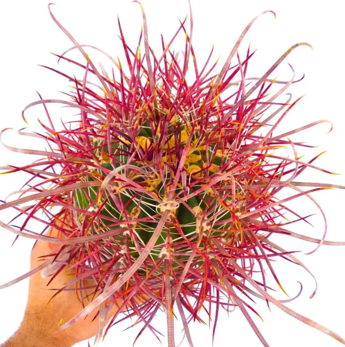 Ferocactus cylindraceus var. lecontei SUPER RED SPINES