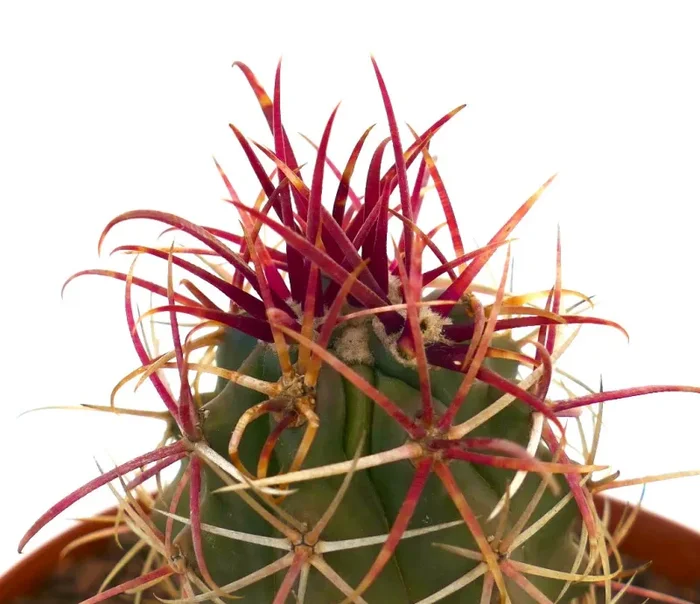 Ferocactus cylindraceus var. lecontei SUPER RED SPINES - immagine 2