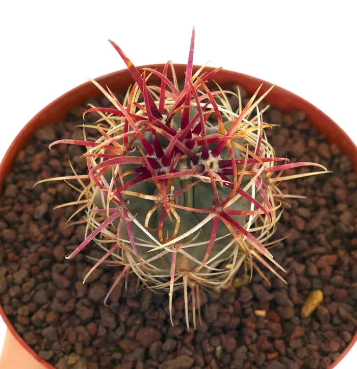 Ferocactus cylindraceus var. lecontei SUPER RED SPINES - immagine 3