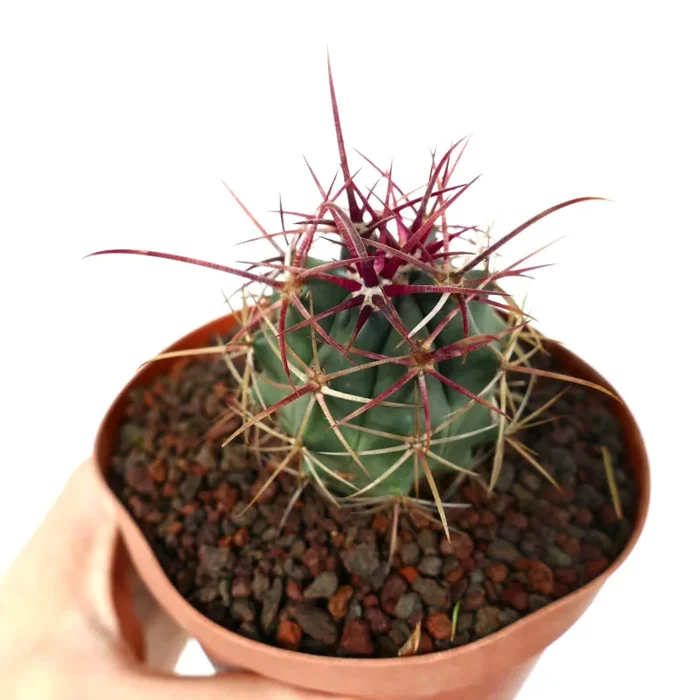 Ferocactus cylindraceus var. lecontei X rectispinus Saldi
