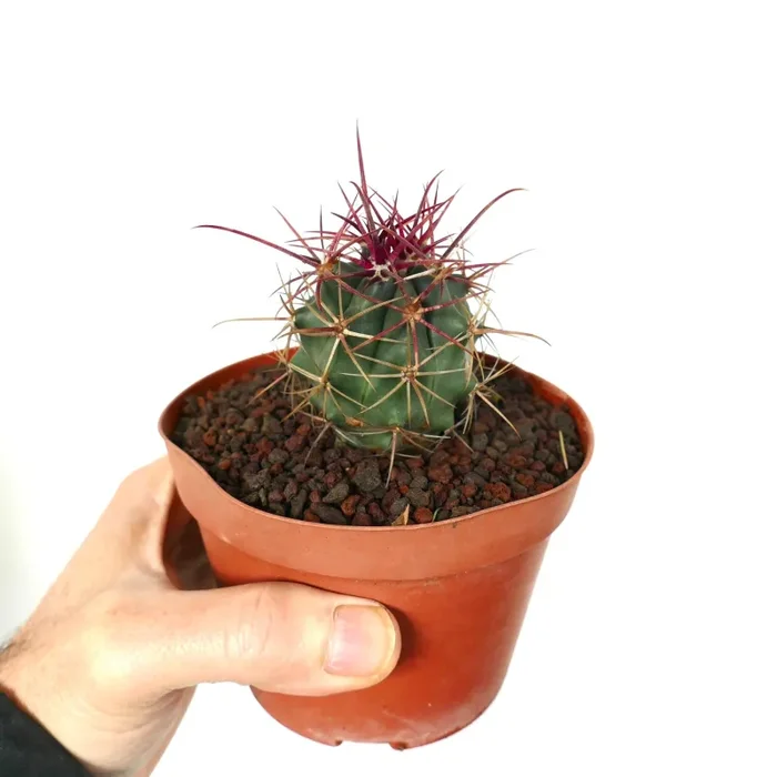 Ferocactus cylindraceus var. lecontei X rectispinus Saldi - immagine 2