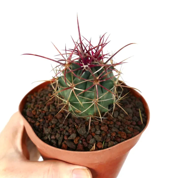 Ferocactus cylindraceus var. lecontei X rectispinus Saldi - immagine 3
