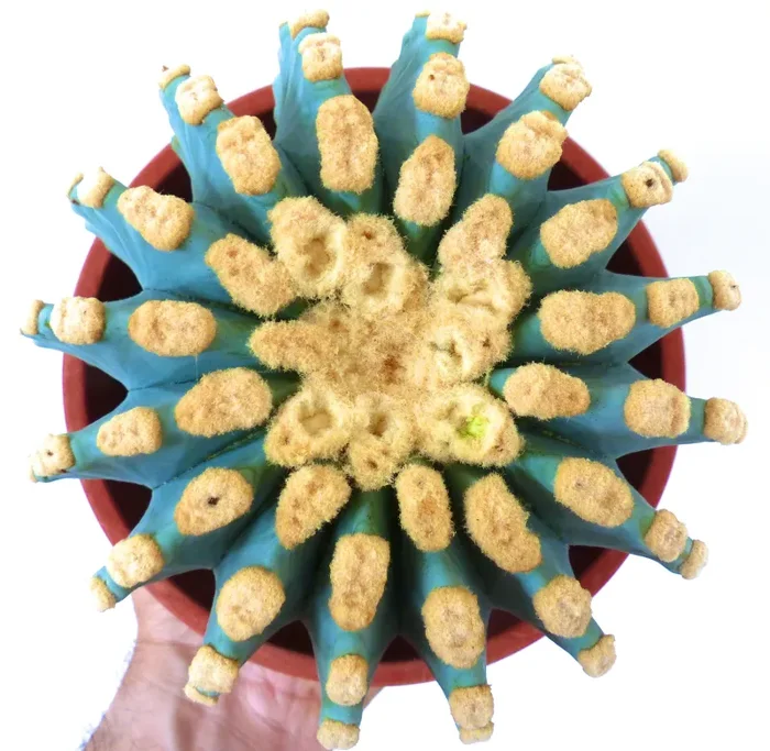 Ferocactus glaucescens cv URASAKI GYM7 In saldo