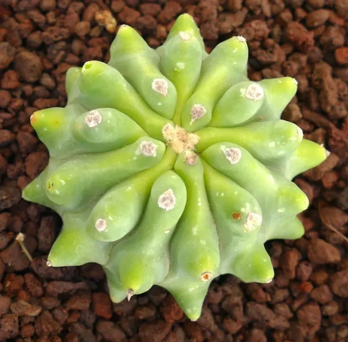 Ferocactus glaucescens cv URASAKI GYM7 In saldo - immagine 2