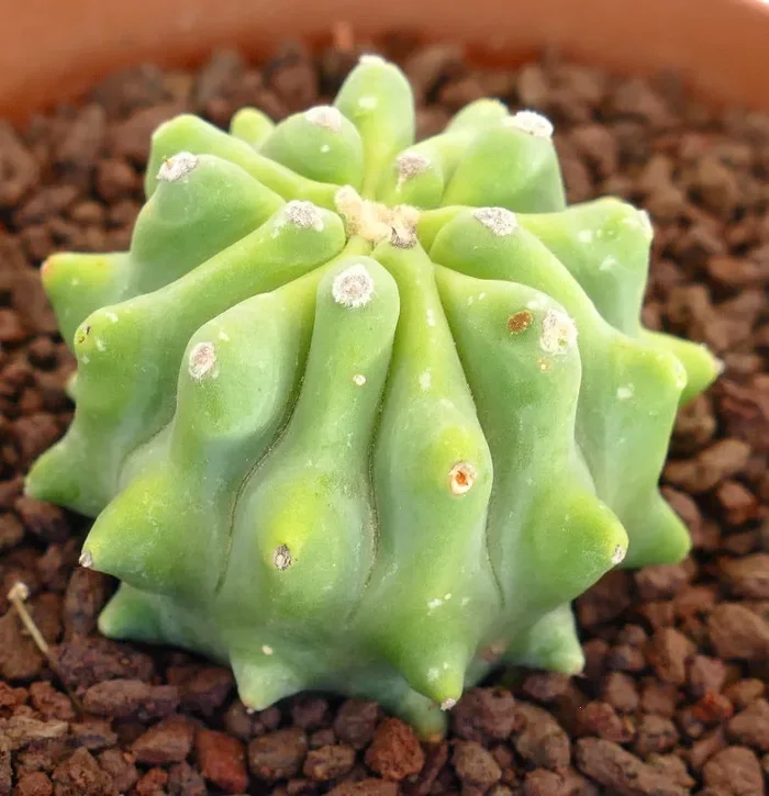 Ferocactus glaucescens cv URASAKI GYM7 In saldo - immagine 3