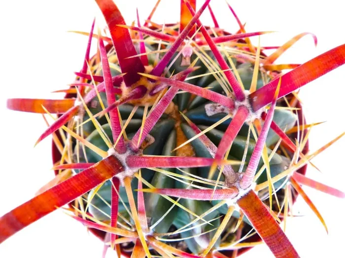 Ferocactus latispinus SPIRALIS Teotitlan CH162 SEMI Vendita calda online