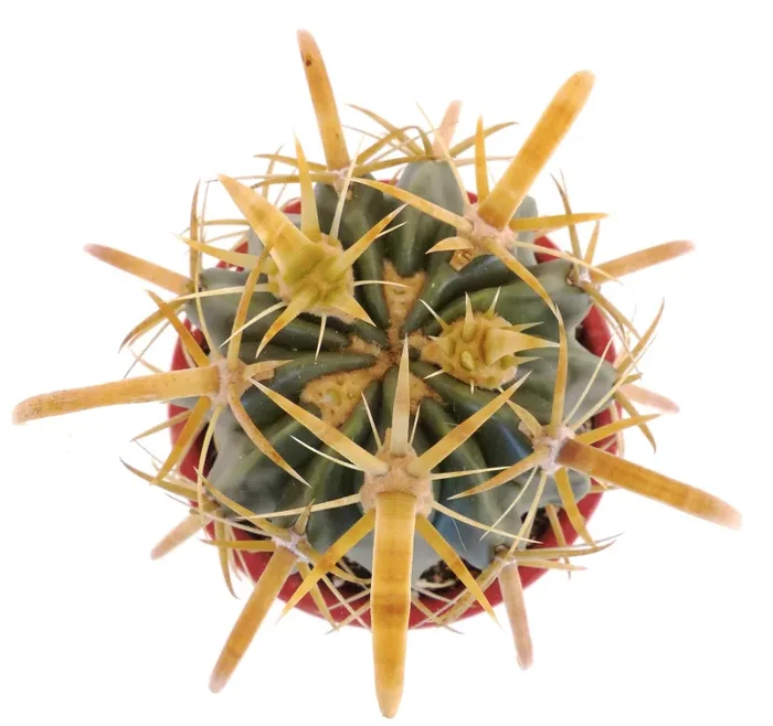 Ferocactus latispinus var. flavispinus