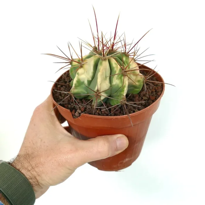 Ferocactus longispinus VARIEGATED