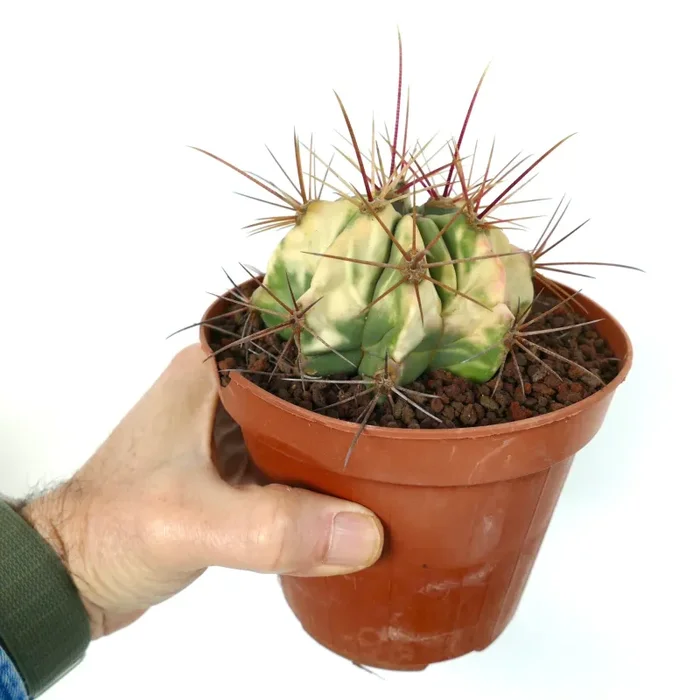 Ferocactus longispinus VARIEGATED - immagine 3