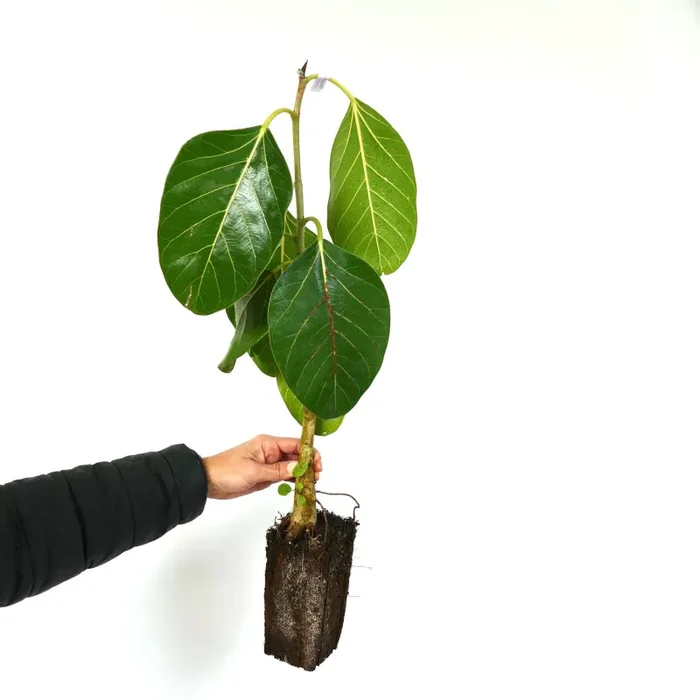 Ficus bengalensis