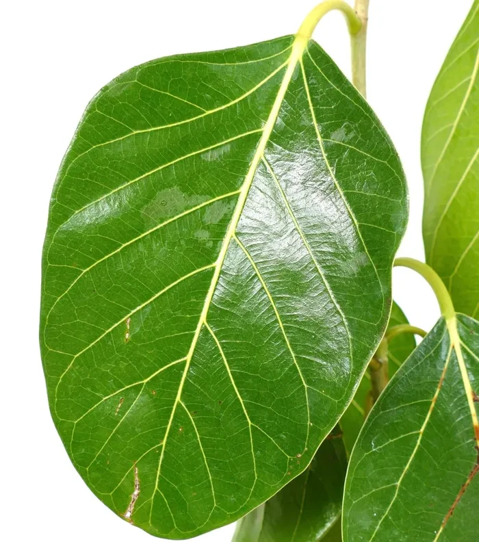 Ficus bengalensis - immagine 2