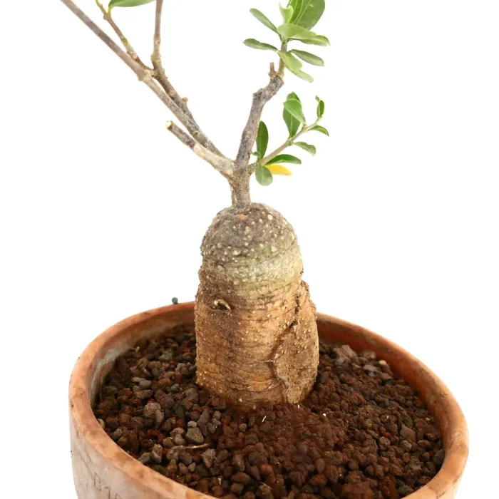 Fockea edulis - immagine 2