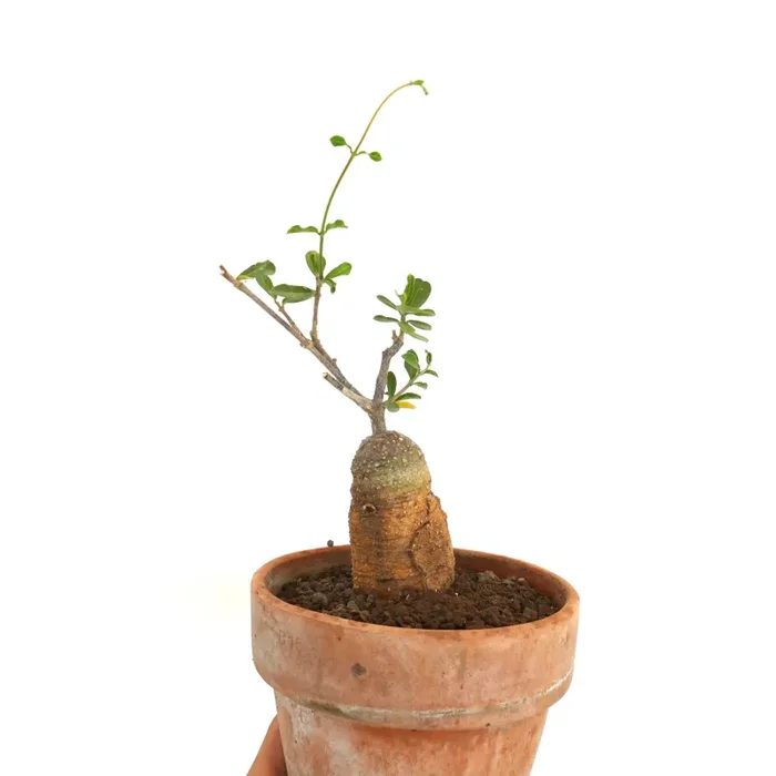 Fockea edulis - immagine 3