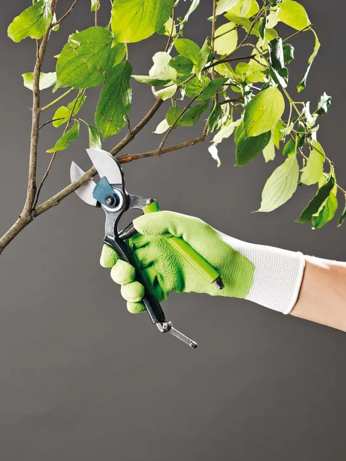 Forbice per Potatura Alberi da Frutto Ø20 mm in Acciaio sk5 Rama - immagine 2