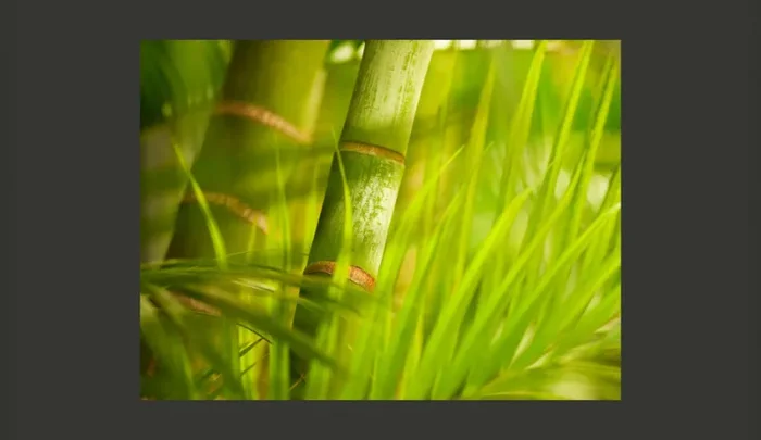 Fotomurale – Bamb� – Natura Zen Carta Da Parato Erroi - immagine 2