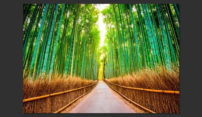 Fotomurale – Bamboo Forest Carta Da Parato Erroi - immagine 2