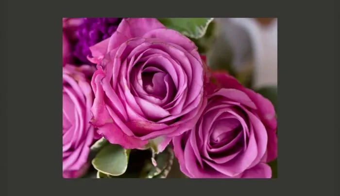 Fotomurale – Bunch Of Lila Flowers Carta Da Parato Erroi Moda - immagine 2