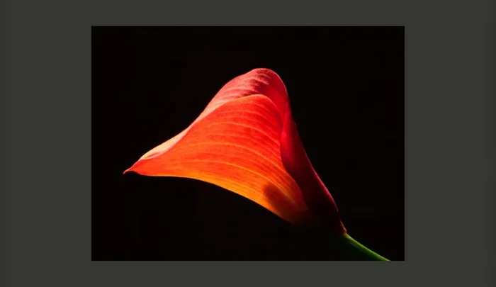 Fotomurale – Calla Giochi Di Ombre Carta Da Parato Erroi - immagine 2