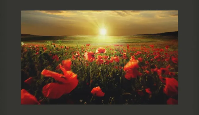 Fotomurale – Campo Di Papaveri In Mattinata Carta Da Parato Erroi - immagine 2