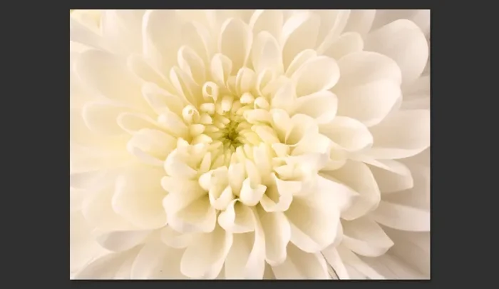 Fotomurale – Dalia Bianca Carta Da Parato Erroi - immagine 2