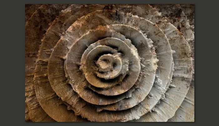 Fotomurale – Desert Rose Carta Da Parato Erroi - immagine 2