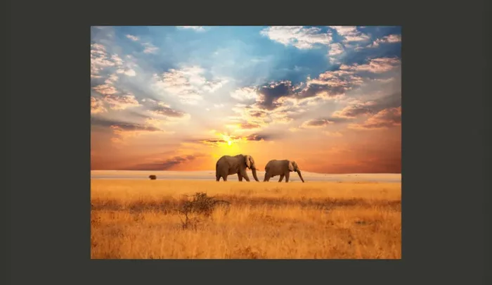 Fotomurale – Elefanti Nella Savana Africana Carta Da Parato Erroi - immagine 2
