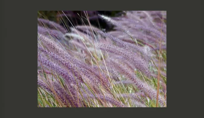 Fotomurale – Erbe Di Campo Carta Da Parato Erroi Online - immagine 2