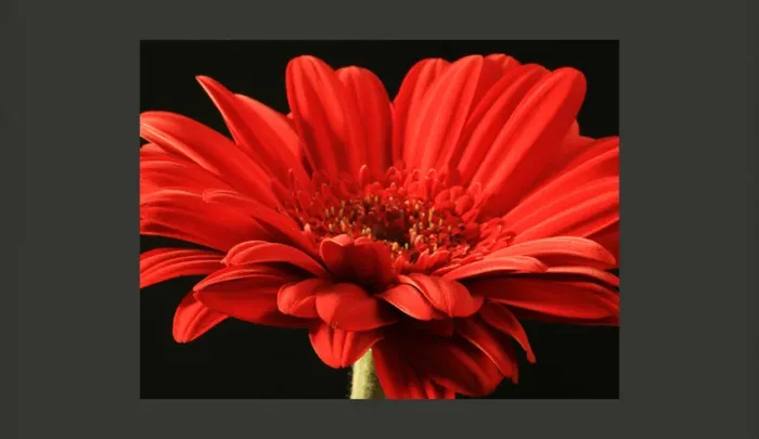 Fotomurale – Fiore Di Gerbera Rosso Carta Da Parato Erroi Fornitura - immagine 2