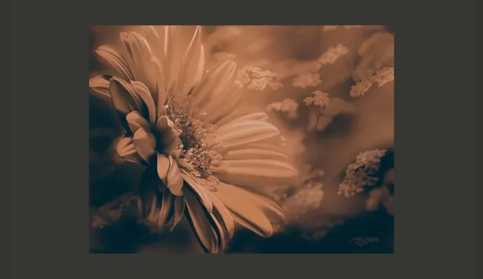 Fotomurale – Gerbera In Marrone Carta Da Parato Erroi - immagine 2