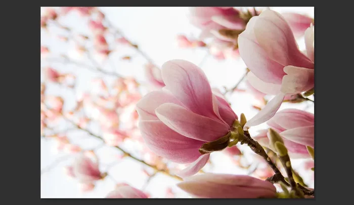 Fotomurale – Magnolia Rosa Carta Da Parato Erroi Vendita online - immagine 2