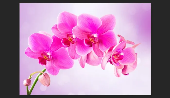 Fotomurale – Pensosità Carta Da Parato Erroi - immagine 2