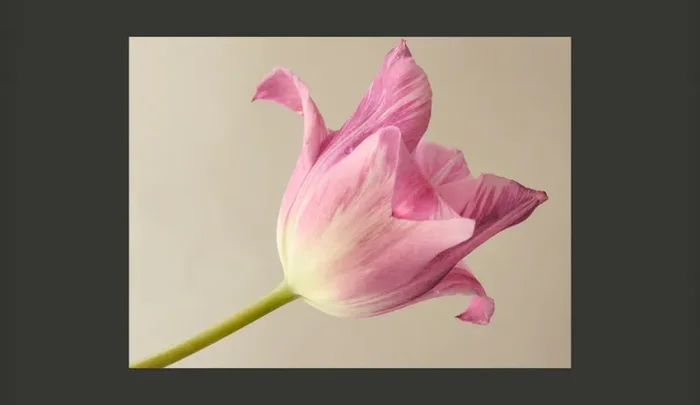 Fotomurale – Pink Tulip Carta Da Parato Erroi - immagine 2