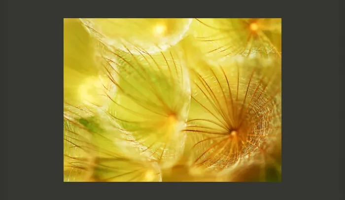 Fotomurale – Piumini Di Soffione Delicati Carta Da Parato Erroi - immagine 2