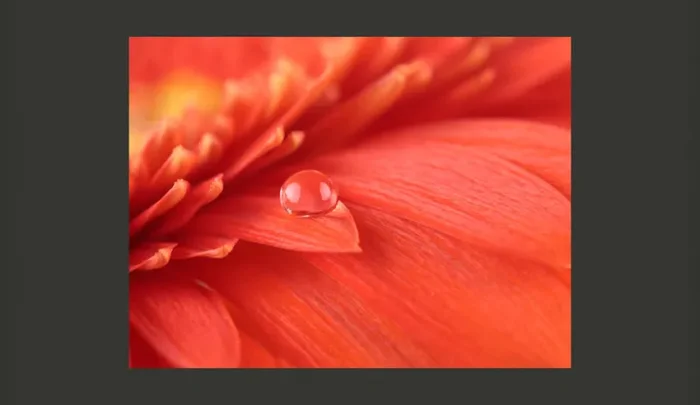Fotomurale – Red Gerbera Carta Da Parato Erroi - immagine 2